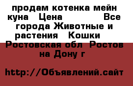 продам котенка мейн-куна › Цена ­ 35 000 - Все города Животные и растения » Кошки   . Ростовская обл.,Ростов-на-Дону г.